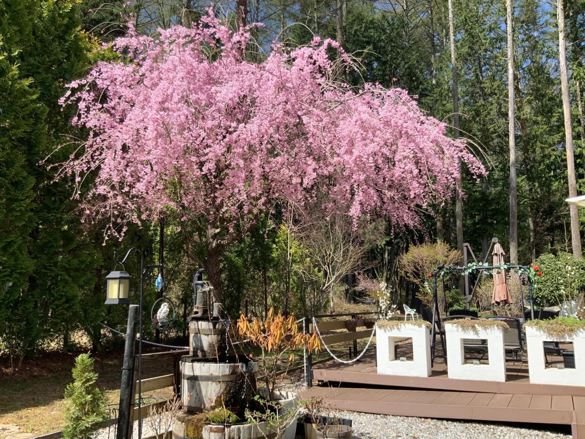 Kakureyado Fujikawaguchiko Bed & Breakfast Luaran gambar